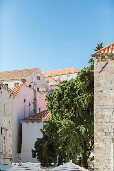 Albero nella città murata di Dubrovnik — Foto Stock