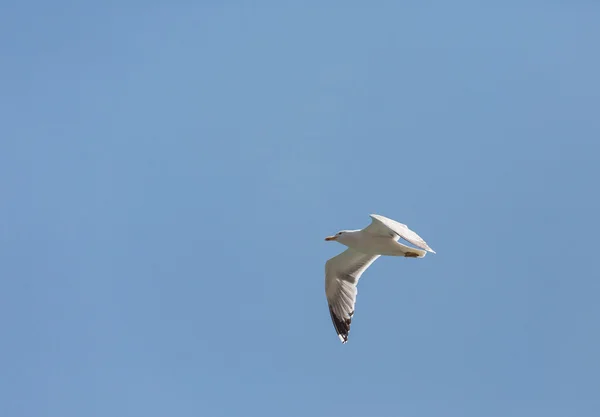 Gaivota voando no azul — Fotografia de Stock