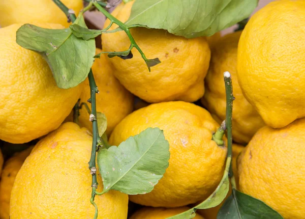 Giant Lemons and Leaves — Stock Photo, Image