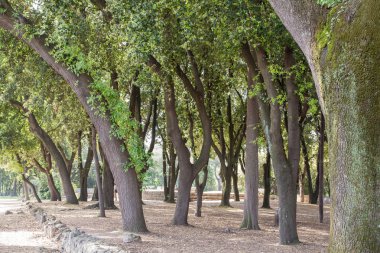 Eski bükülmüş ağaçlar pompeii dışında