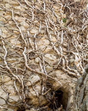 Ağaç kökleri antik duvar