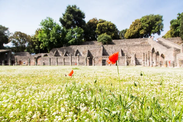 Κόκκινα λουλούδια σε Πομπηία τριφύλλι — Φωτογραφία Αρχείου