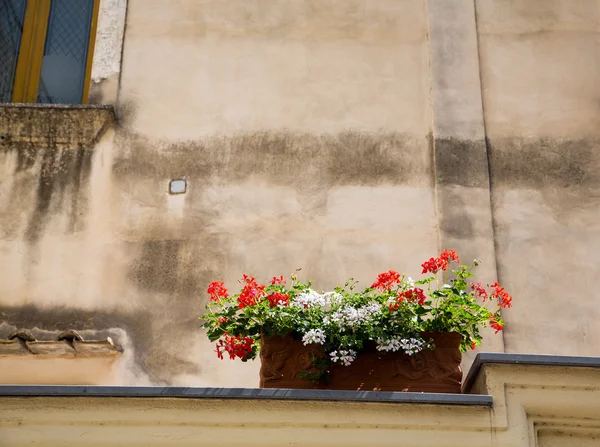 Fleurs rouges et blanches en boîte sur le mur — Photo