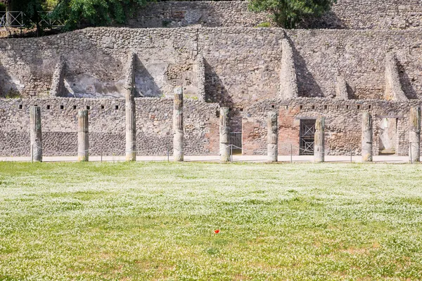 Rode bloem onder klaver in pompeii — Stockfoto