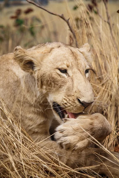 Female Lion Licking Her Paw — Stock Photo, Image