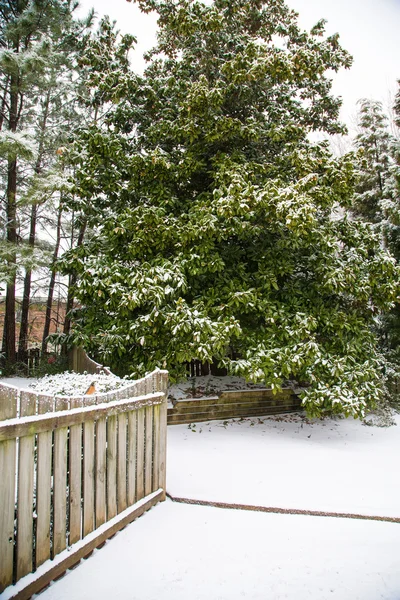 Snöiga däck och gården med magnolia — Stockfoto