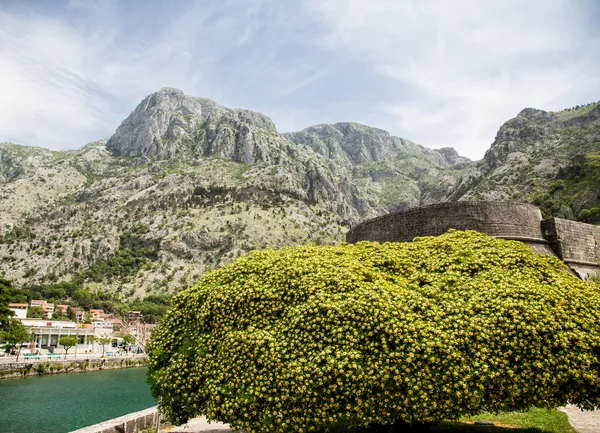 Arbusto sobre el puerto en Kotor —  Fotos de Stock