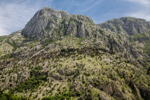 Вічнозелені рослини на пагорбі rocky Котор — стокове фото
