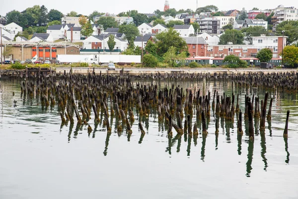 Flechten bedeckte Posten im Hafen von Portland — Stockfoto