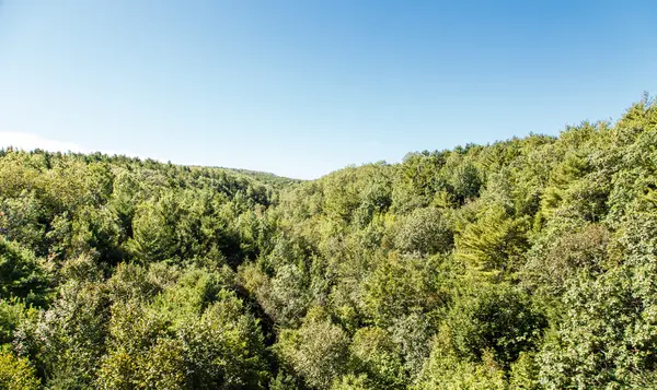 Yoğun yeşil orman mavi gökyüzü altında — Stok fotoğraf
