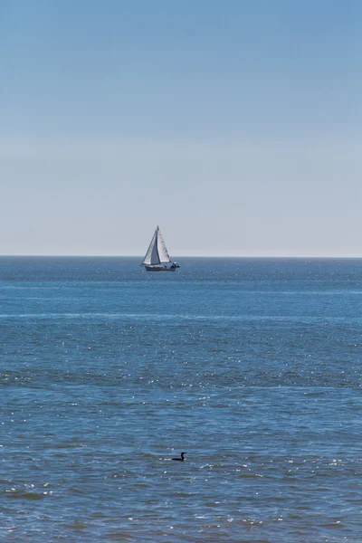 Güneşli ufukta beyaz yelkenli — Stok fotoğraf