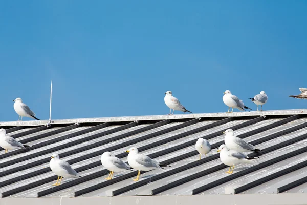 Gaivotas brancas e cinzentas no telhado cinzento — Fotografia de Stock