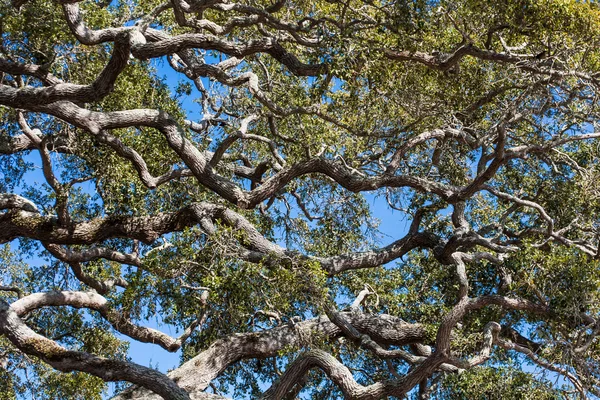 Old Live Oak Trees Under Blue Skies — Stock Photo, Image