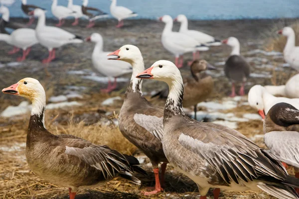 Gansos en la orilla del lago — Foto de Stock