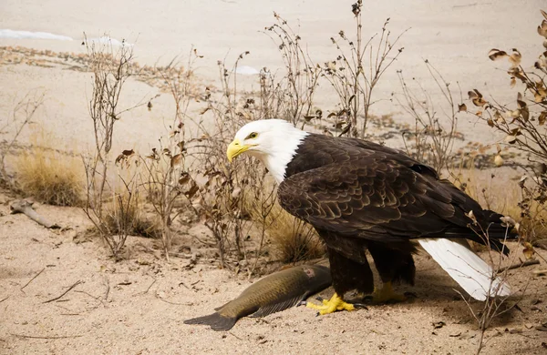 Weißkopfseeadler im Sand — Stockfoto