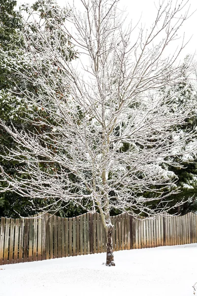 Malý strom v zasněžené zahradě — Stock fotografie