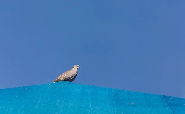Pomba no telhado azul — Fotografia de Stock