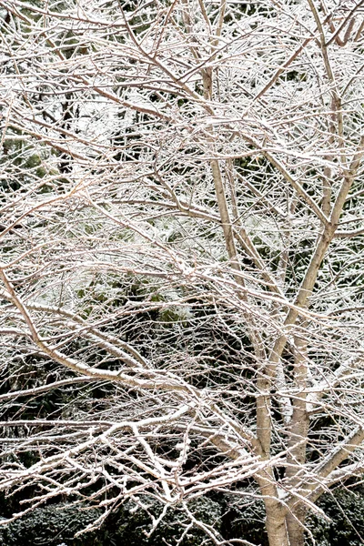 Is och snö på kalt vinter träd — Stockfoto