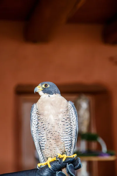 Falcão empoleirado na mão enluvada — Fotografia de Stock