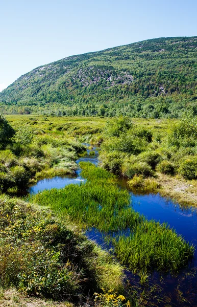 Weelderige groen gras in diepe blauwe vijver — Stockfoto