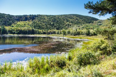 güneşli su birikintisi maine wilderness içinde
