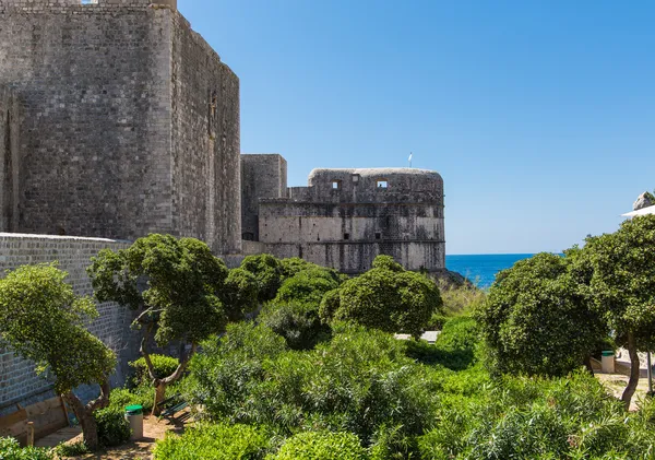 Zeleň kolem Dubrovníku zeď — Stock fotografie