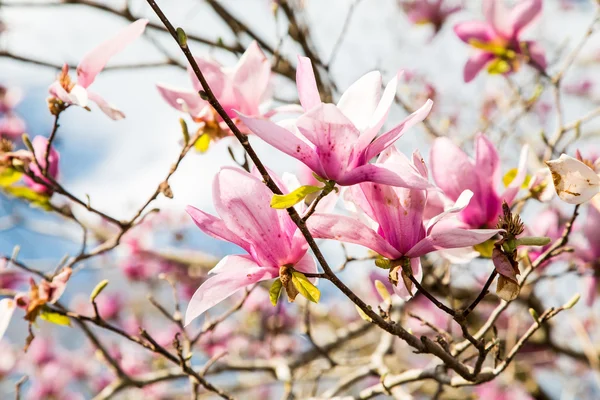 Japanese Magnolias with Bright Cloud Background — Stock Photo, Image