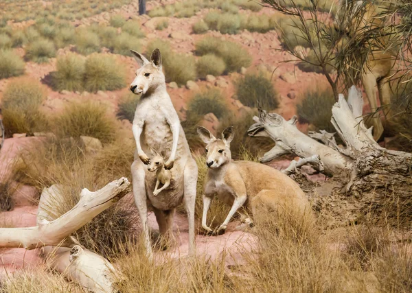 Kangaroos in Field — Stock Photo, Image