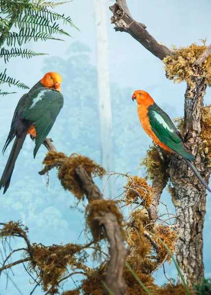 Parrots with Orange Heads — Stock Photo, Image