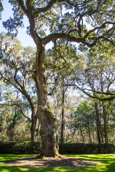 Old Oak Tree in Southern Park — Stock Photo, Image