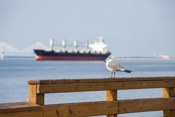 Gaivota com cargueiro no fundo — Fotografia de Stock