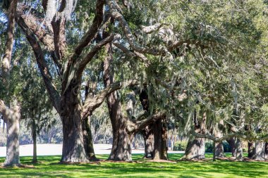 güneşli oaks altında yeşil çimen