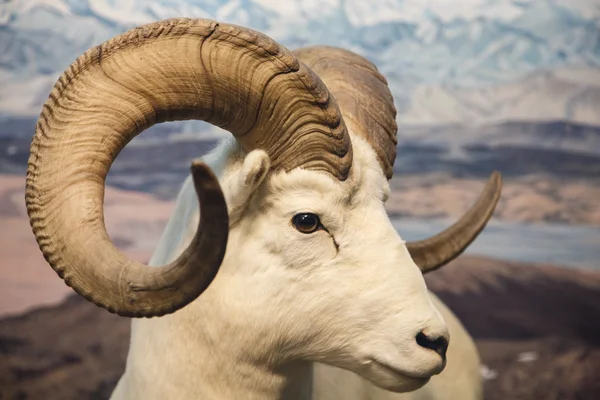 Овчарка из Большого Рога — стоковое фото