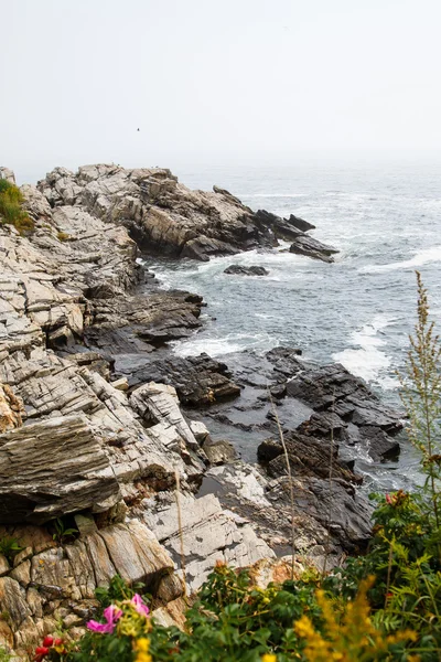 Costa Rochosa do Maine com flores em primeiro plano — Fotografia de Stock