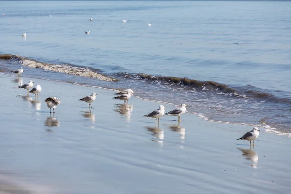 Rebanho de gaivotas a pairar no Surf — Fotografia de Stock