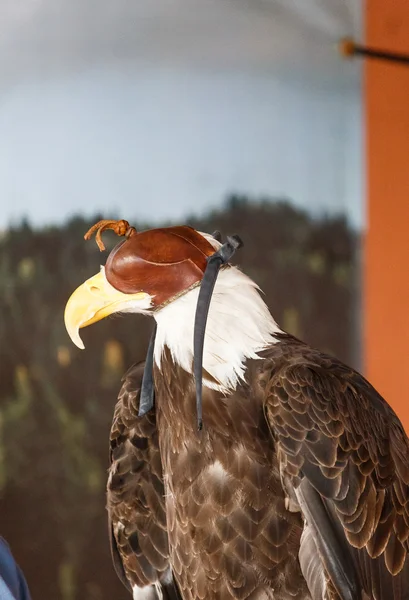 Weißkopfseeadler in Kapuze — Stockfoto