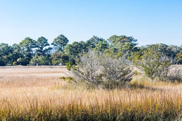 Kale boom in gouden marsh — Stockfoto