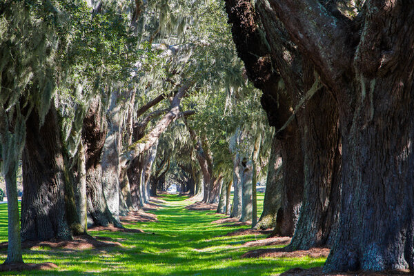 Oak Tree Lane of Grass