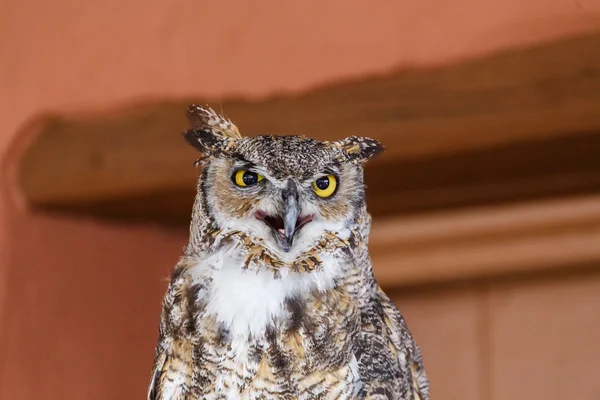 Horned Owl with Beak Open — Stock Photo, Image