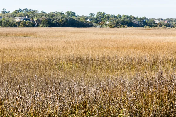 Golden Grass in Salt Water Wetland Marsh — Stock Photo, Image