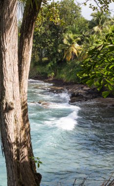 Ağaçların ötesinde sıçramasına Surf