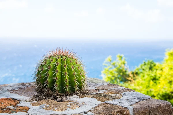 Taş duvara deniz barrel kaktüs — Stok fotoğraf