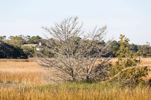Голые три и вечнозеленые в болоте — стоковое фото