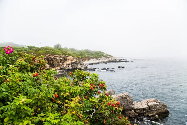 彩叶植物在岩石 coast.jpg — 图库照片