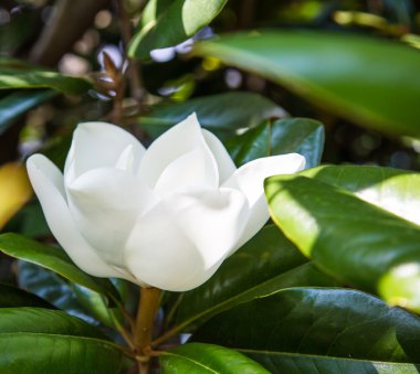 tek beyaz Manolya çiçeği