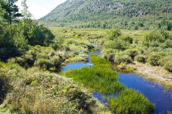 Groen gras in blauwe rivier van maine — Stockfoto