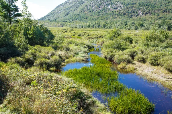 Erba Verde nel Fiume Azzurro del Maine — Foto Stock