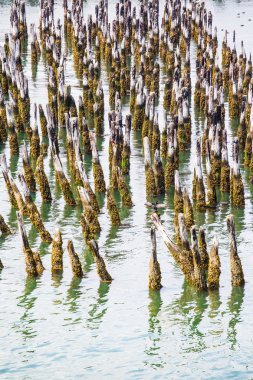 eski ahşap kazıklara üzerinde yeşil liken