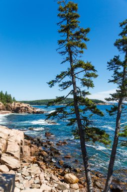 Kayalık sahil çam ağaçlarıyla