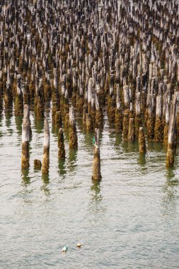 Yosun ve liken eski kazıklara kaplı
